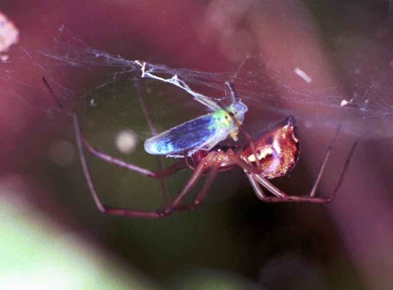 Linyphia_triangularis_F1992_Z_78_Les Gris_Frankrijk.jpg